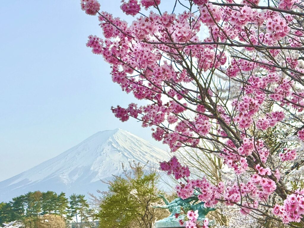 富士山と桜