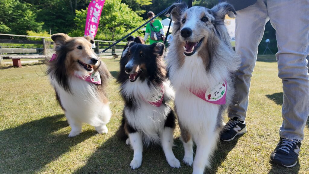 セラピー犬体験